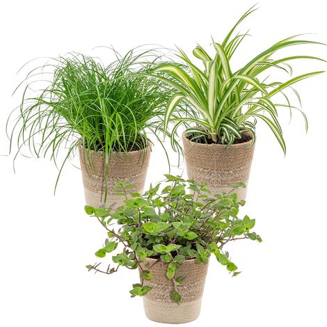 3x Mélange sans danger pour les animaux avec panier en jute - Sans danger pour les animaux - ⌀12 cm - 15-25 cm