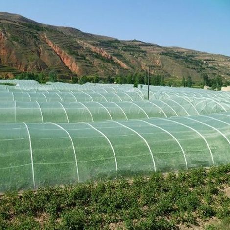 Filet de protection anti-mouches et insectes pour fruits et légumes de jardin (vert) (1/5)