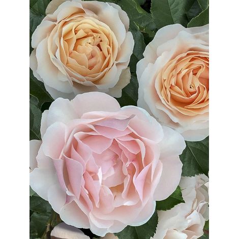 Rosier moderne 'Jardin des Tuileries ' Pot de 3L/4L (1/3)