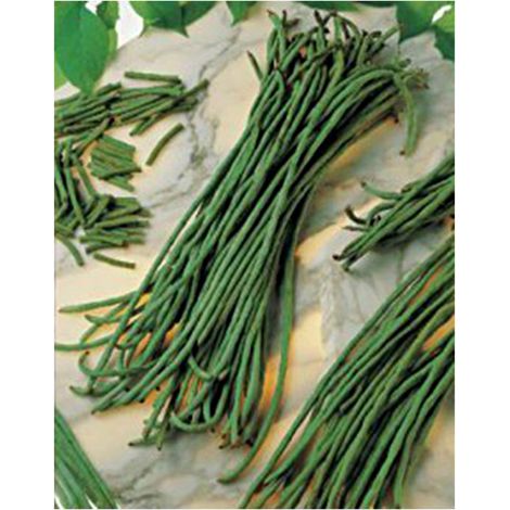 Haricot kilomètre à rames le sachet de 450 graines environ (100g) (1/2)