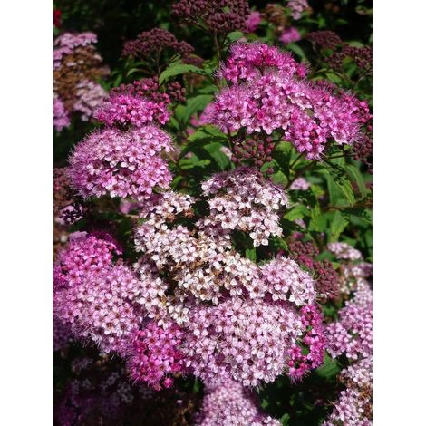 Gardenaria Spirea - Spiraea japonica 'Shirobana' - Arbusto ornamentale da giardino - Altezza: 50/70 cm (vaso19) (1/3)
