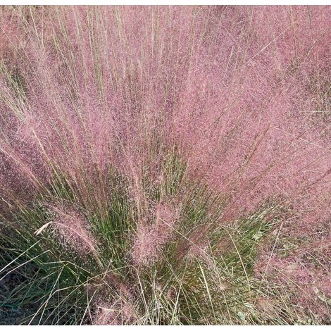 Gardenaria Muhlenbergia capillaris - Graminacea ornamentale da esterno - Altezza: 120 cm (vaso 24) (1/4)