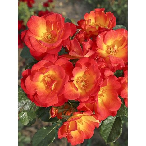 Rosier à fleurs groupées 'Summer of Love ' Pot de 2L/3L (1/2)