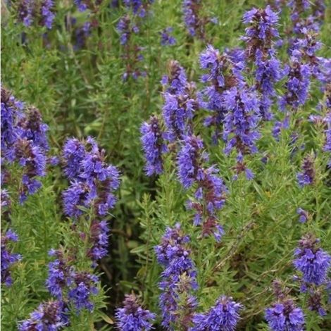 6x Hysope - Hyssopus officinalis - Pot 9x9cm (1/4)