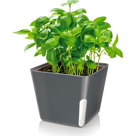 Vase carré Noir pour Plantes et Fleurs, 13 x 13 x 11 cm, Transparent latéral pour Le contrôle du Niveau d'eau - fabriqué en Plastique résistant, idéal pour théâtre, Jardin et Balcon (1/5)