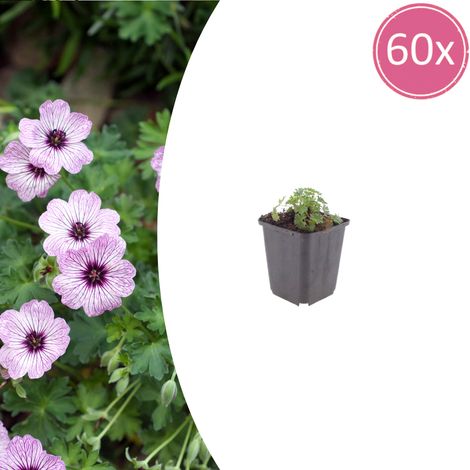 Lot de 60 Géraniums Vivaces 'Ballerina' Fleurs Rose Pâle pour Rocaille et Massif Pot Ø9cm - PANGIVO (1/5)