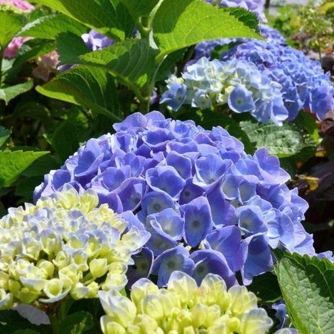 Hydrangea Macrophylla 'Bodensee' - Hydrangea - 25-30 cm en pot : Arbuste avec de grandes têtes de fleurs bleues ou roses, selon le sol. (1/5)