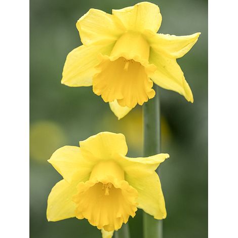 Narcisse à couronne 'Early Sensation' Bulbe calibre 12/14 (par 10) (1/2)