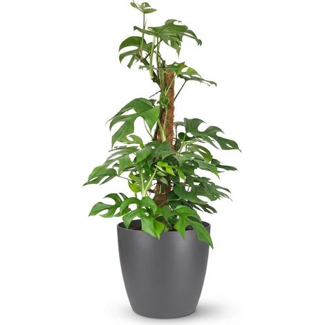 Plante d'intérieur Mini Monstera Minima sur tuteur avec pot gris Ø 19 cm - Hauteur 90 cm - Vert - PANGIVO (1/5)