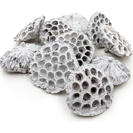 Lotus groß XXL - (gebleicht) - exotische getrocknete Kräuter - 10 Stück. (1/4)