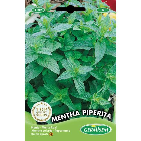 graines Menthe poivrée MENTHA PIPERITA (1/2)