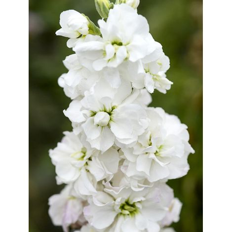 Giroflée quarantaine 'Heritage White' Mini-motte Ø 1,5/2,5 cm, Plant vert de 3 à 5 cm de haut environ (par 5) (1/2)