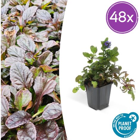 Lot de 48 Ajuga reptans Bugle Rampante Couvre-sol pour Ombre Fleurs Bleues Hauteur 10-25cm Pot Ø9cm - PANGIVO (1/5)