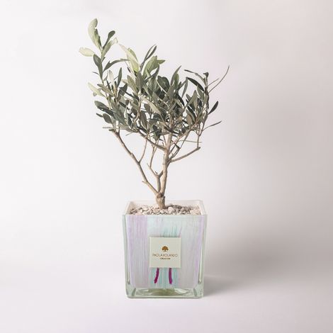 Bonsai Ficus Ginseng in vaso di vetro decorato a mano Clio - Lilla