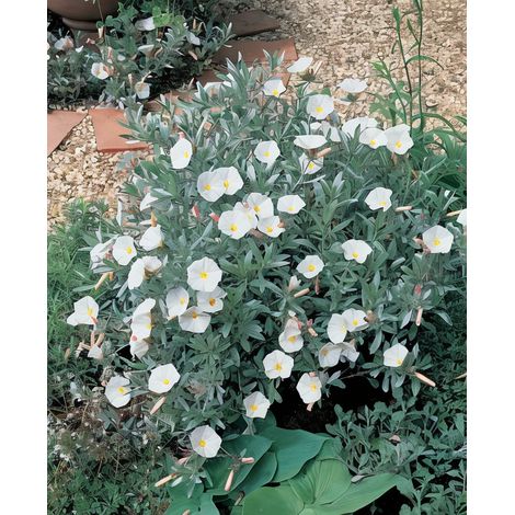 Gardenaria Convolvulus cneorum - Arbusto ornamentale da giardino - Altezza: 30/35 cm (vaso19) (1/4)