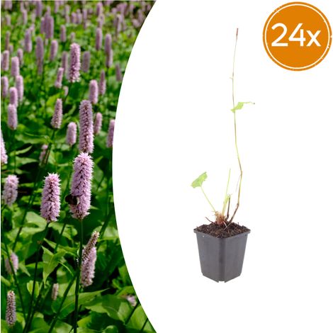 Lot de 24 Renouées Persicaria affinis 'Superba' Plantes Vivaces Fleurs Rouges 10-25cm Pot Ø9cm - PANGIVO (1/5)