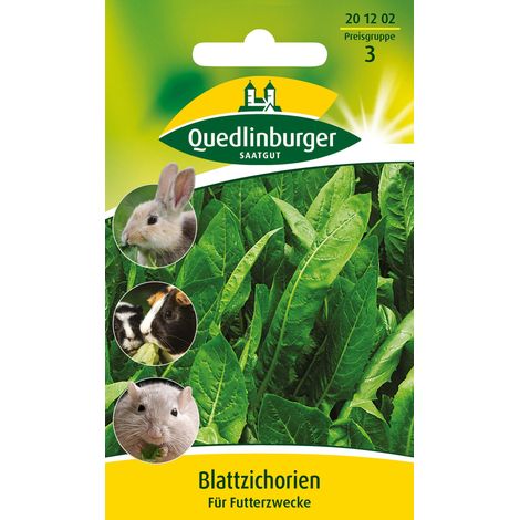 Quedlinburger Saatgut – Chicorée fourragère à feuilles – Graines fourragères, annuelle, forte croissance, pour petits animaux (1/2)