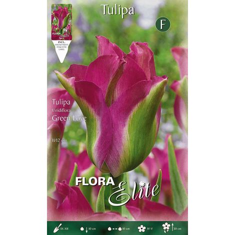 BULBI AUTUNNALI TULIPANO GREEN LOVE CONFEZIONE DA 7 BULBI BULBS BULBS