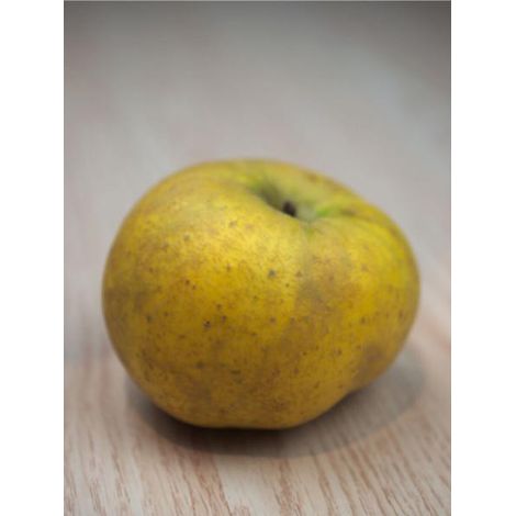 Pommier 'Belchard' Pot de 12L/15L, Demi-Tige