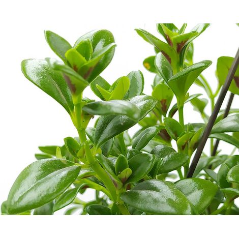 Nematanthus in vaso da 14cm