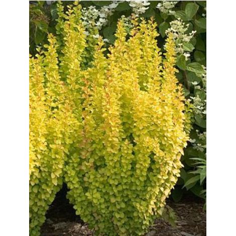 Épine-vinette de Thunberg 'Maria'® Pot de 2L/3L (1/2)