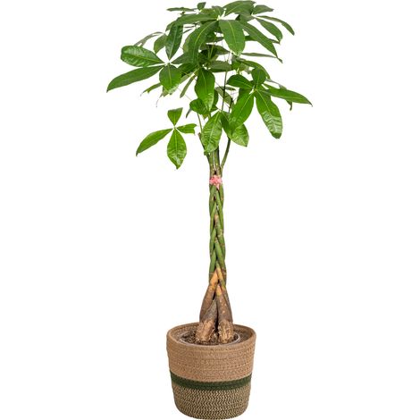 Pachira Aquatica Arbre à Monnaie Plante d'Intérieur Tronc Tressé Pot Ø24 cm Hauteur 120-140 cm - PANGIVO (1/5)
