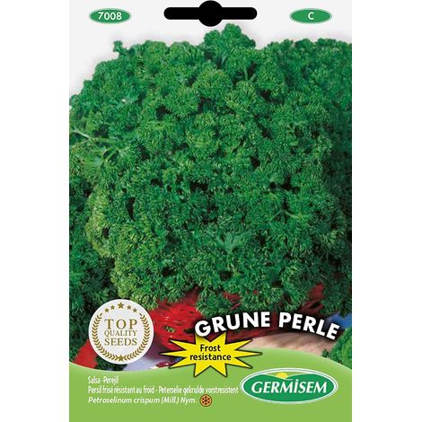 graines Persil frisé résistant au froid GRUNE PERLE (1/5)