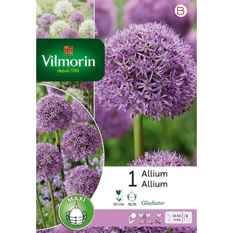 Vilmorin Allium Gladiator (1/2)