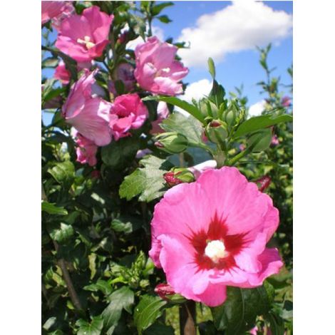 Mauve en arbre Pink Giant® 'Flogi' Pot de 7,5L/10L (1/3)
