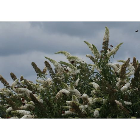 Gardenaria Buddleja davidii 'White Profusion' - Arbusto ornamentale da giardino - Altezza: 40/60 cm (vaso19) (1/5)