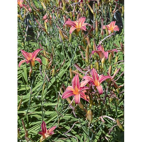 Lis d'un jour, Hémérocalle 'Neyron Rose' Godet de 8/9 cm