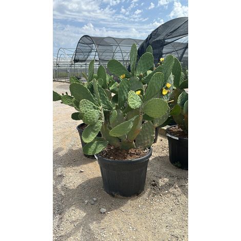 OPUNTIA FICUS INDICA VASO 70 Lt.110 (E.Q.)