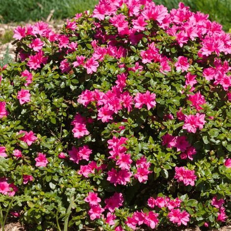 Azalée du Japon Mme Van Hecke, Azalea/Pot de 3L - 20/40 cm (1/5)