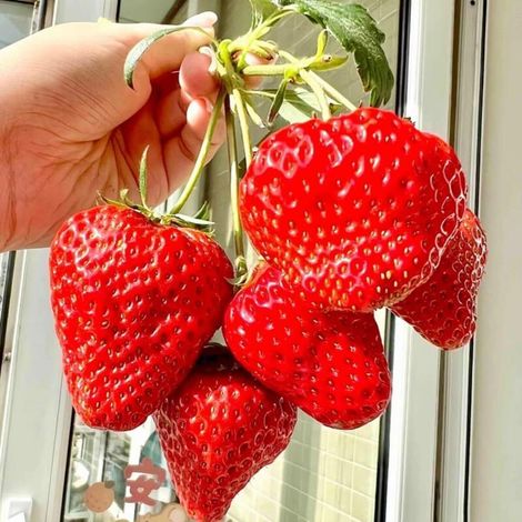 Gariguette-Erdbeeren, 100 Stück – Duftende Früchte – Balkonsamen (1/5)