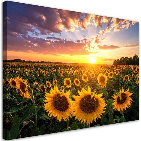 Quadro su tela, Campo di girasoli tramonto, 45x30 (1/5)