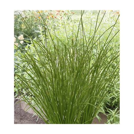 CIBOULETTE APPETIT - Plants de légumes - LOT DE 2