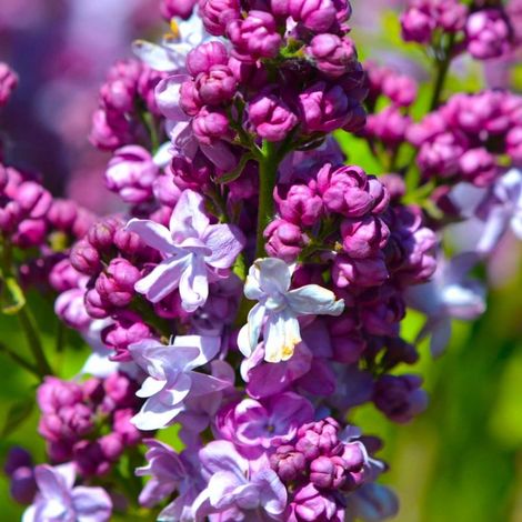 Pépinières Naudet – Lilas commun 'Katherine Havemeyer' – Arbuste colonnaire – Hauteur à maturité 3-5m – Floraison violette parfumée au printemps – Rusticité jusqu'à -15°C (1/5)