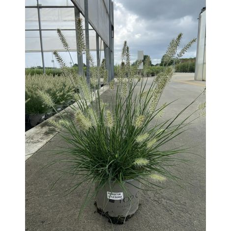 Gardenaria Pennisetum alopecuroides 'Little Bunny' - Graminacea ornamentale da esterno - Altezza: 40 cm (vaso 17)