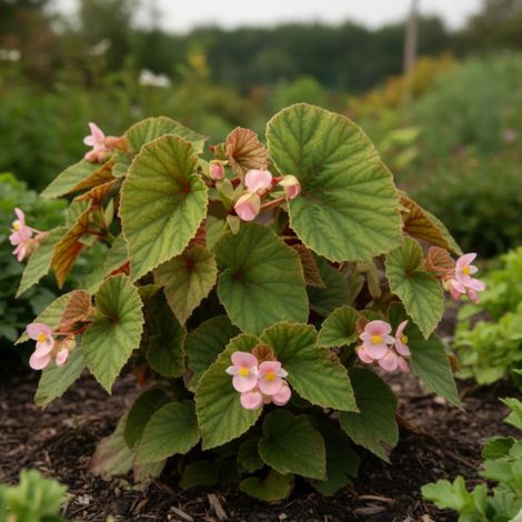 Bégonia vivace Rose/Lot de 9 godets