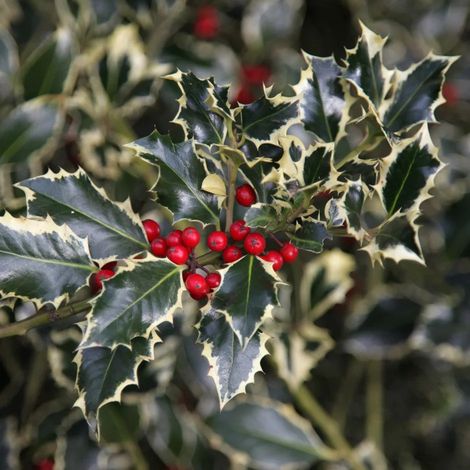 Agrifoglio variegato "Ilex aquifolium Argentea Marginata" pungitopo pianta in vaso ø19 cm h 30/40 cm