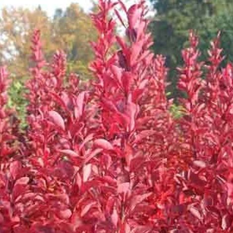 Épine-vinette de Thunberg 'Red Rocket' - 25-30 cm pot