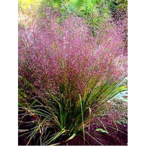 Eragrostis spectabilis Godet de 8/9 cm
