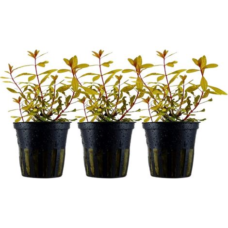 Aquarium Pflanze 3 Stück Ammannia pedicellata Gold Nr.333G