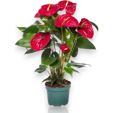 Gardenaria Anthurium andreanum 'Madural' - Pianta da interno ornamentale - Altezza: 50 cm (vaso 14)