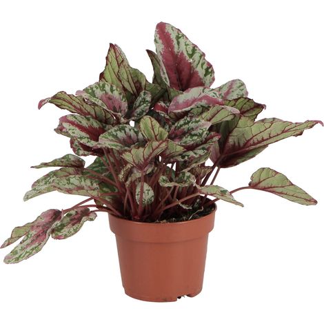 Begonia Rex Maui Sunset - Piante Vere da Interni- H 25-30 cm Vaso Ø 12 cm (1/4)
