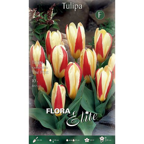 BULBI AUTUNNALI TULIPANO KAUFMANNIANA THE FIRST CONFEZIONE DA 10 BULBI BULBS BULBES