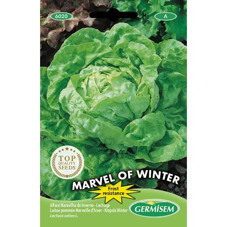 graines Laitue pommée Merveille d'hiver Of Winter EC6020 Multicolore