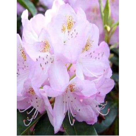 Rhododendron 'Gomer Waterer' Pot de 12 cm / 13 cm