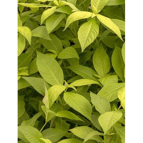 Menthe arbustive japonaise 'Golden Angel' Godet de 8/9 cm (1/2)