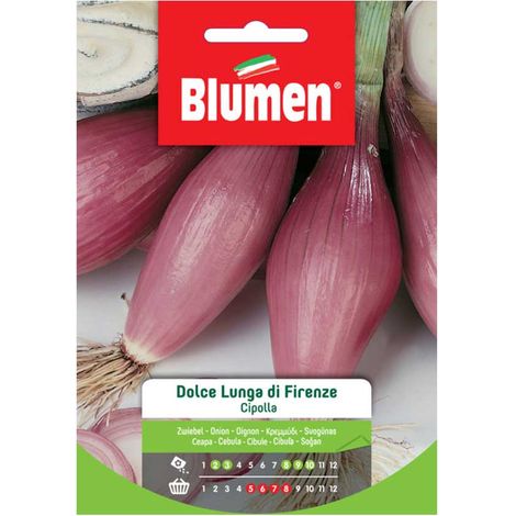 SEMI CIPOLLA DOLCE LUNGA DI FIRENZE BLUMEN